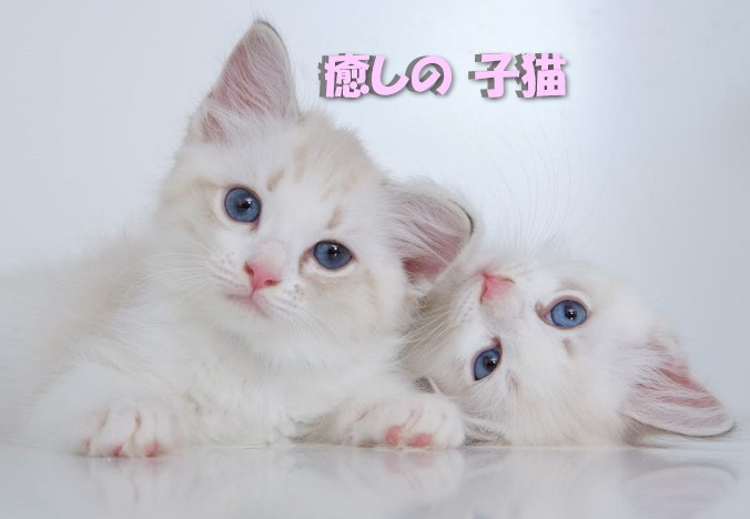 【激カワ】子猫の可愛い癒し画像100選！ダウンロード無料