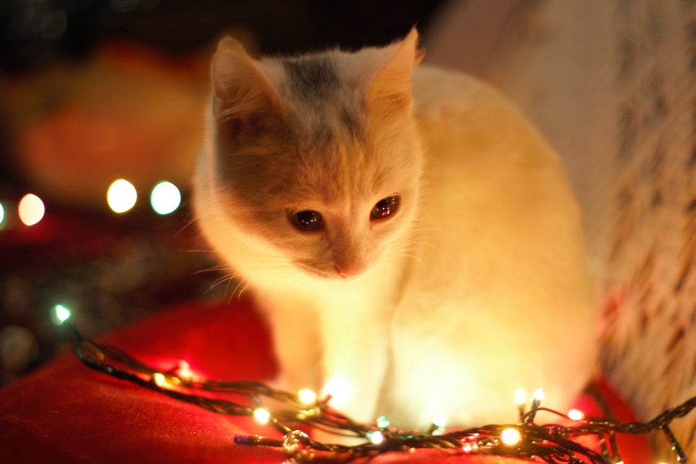 クリスマス子猫