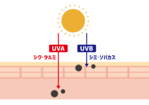 UVA紫外線