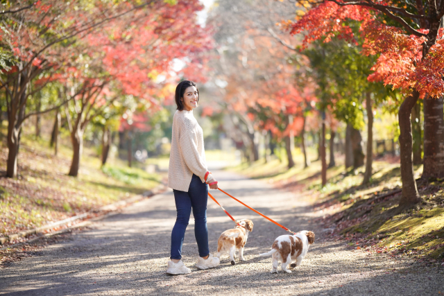 犬を paseo (お散歩) 